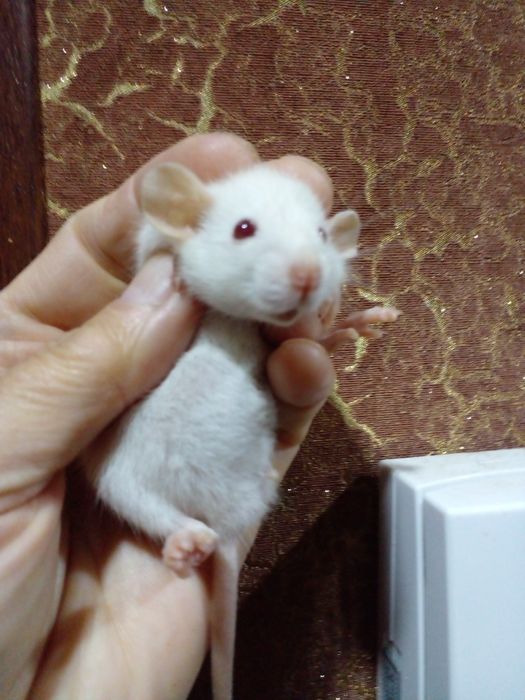 Ласковый и ручной крысенок!