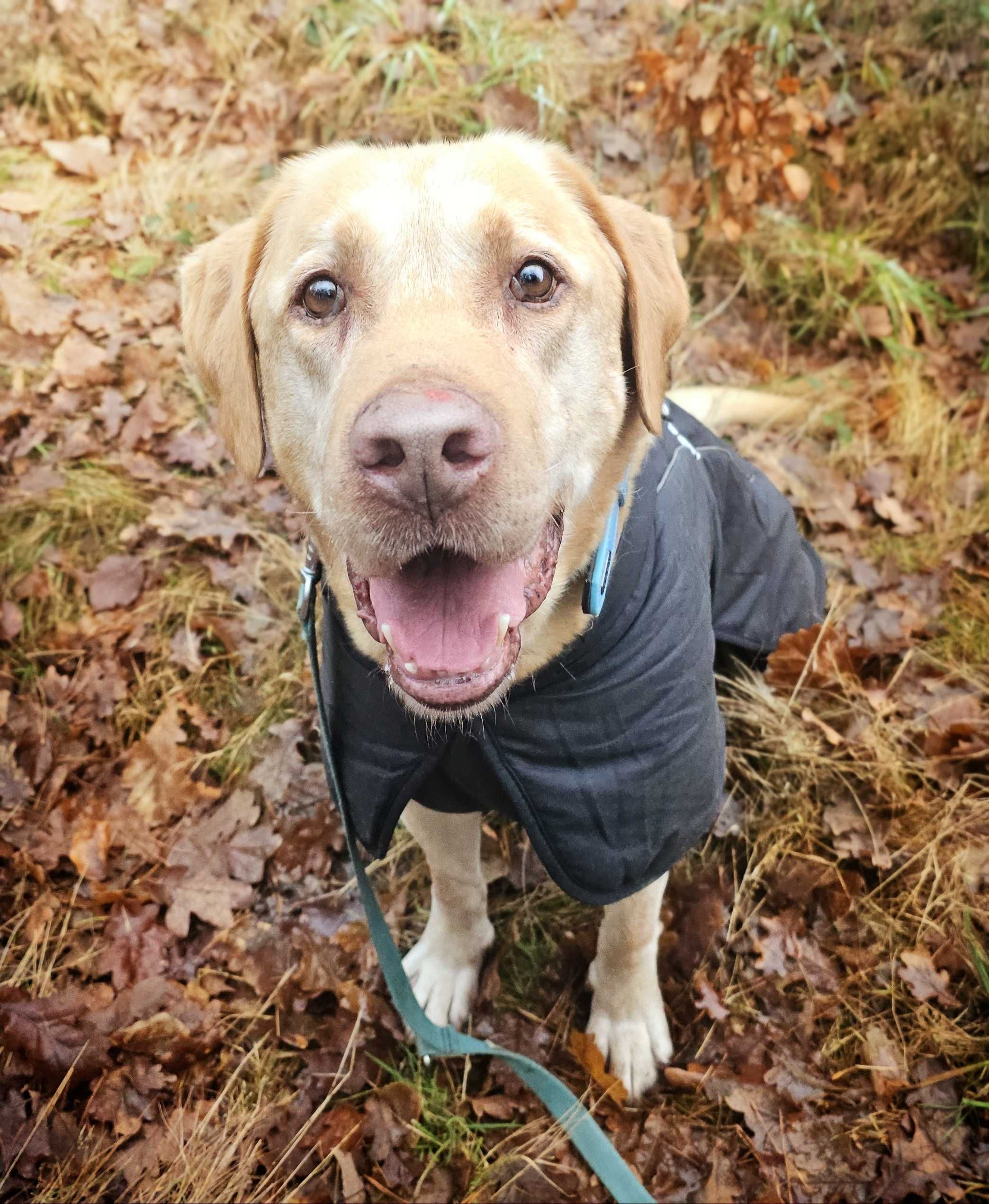 Karug- łagodny psiak w typie labradora