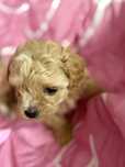 Maltipoo f1 uroczy chłopak