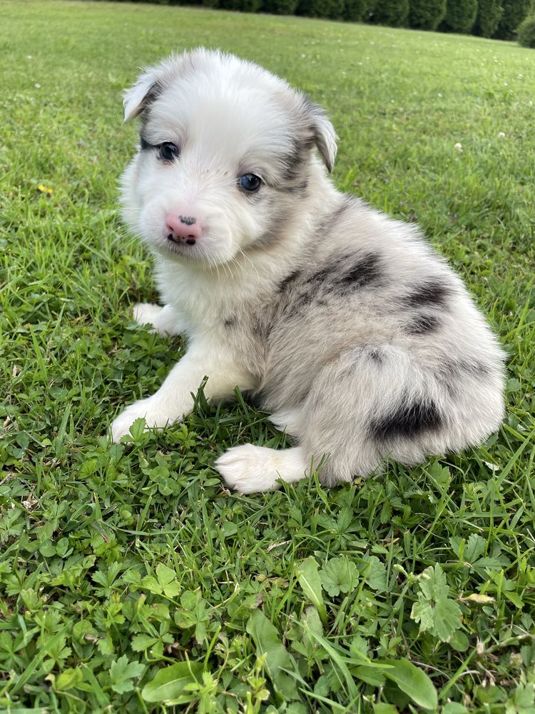 Piesek Border Collie blue merle