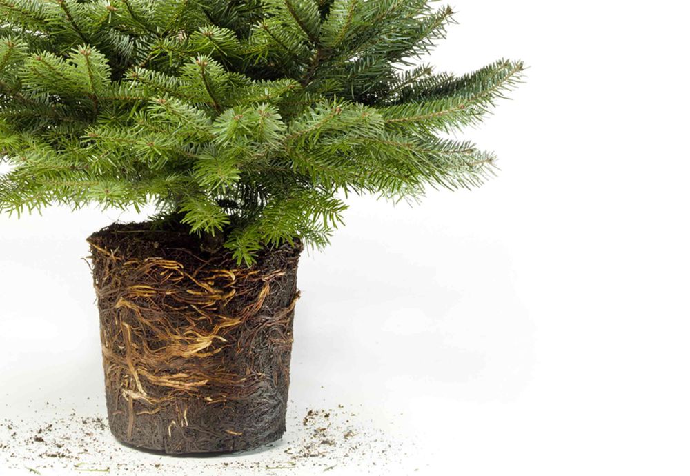 Jodła Kaukaska Donica