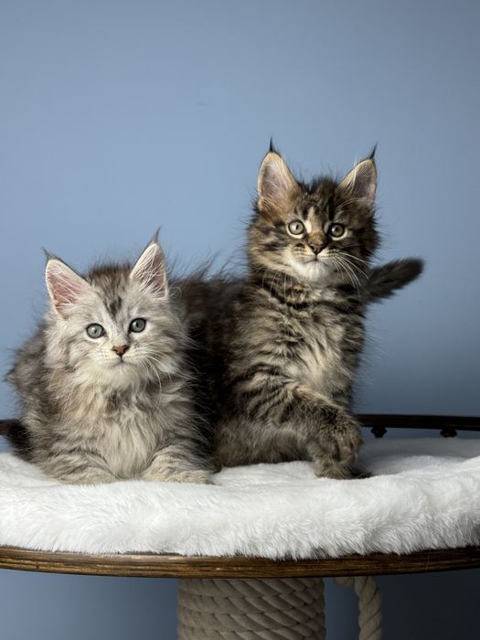 Котята мейн кун 1.5 месяца девочки меховая крупная линия