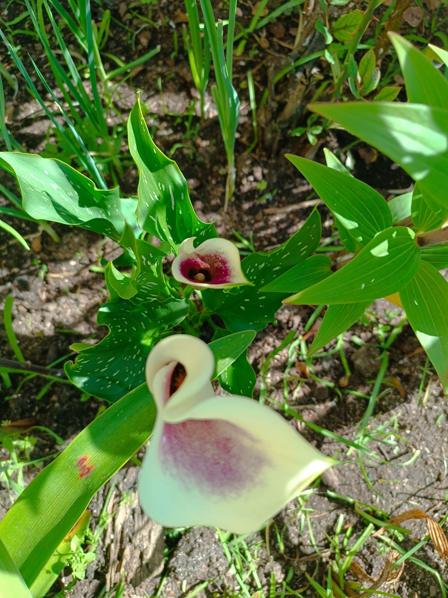 varias plantas e bolbos