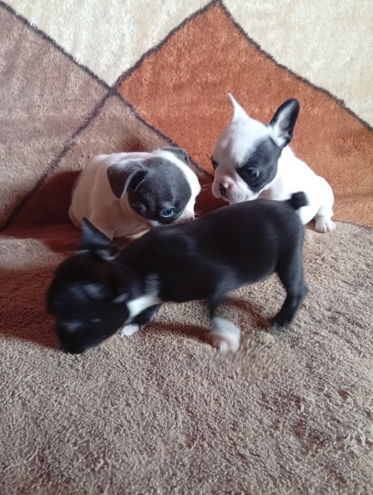 Buldog francuski