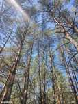 Działka Leśna Sosna 5006 m2 Łaś Toczyłowo