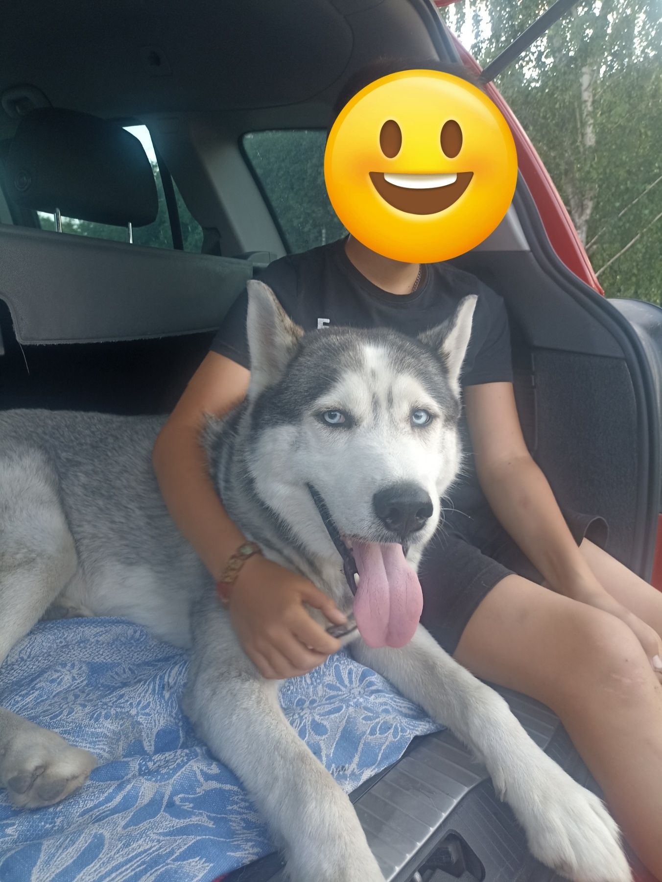 Хаскі безкоштовно