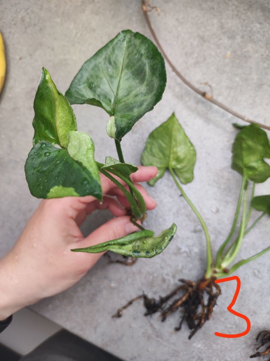 Syngonium Grey ghost, sadzonka ukorzeniona