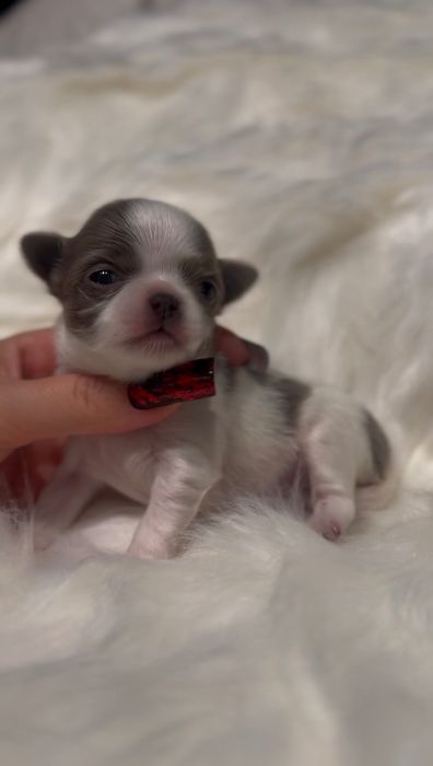 Uroczy, LILIOWY Chihuahua mini - długowłosy