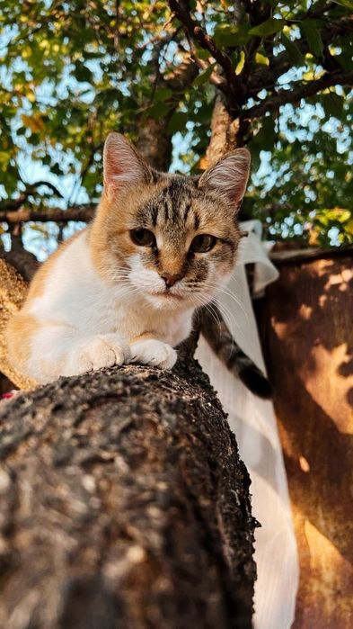 Отдам _ кошки_ цукерка_ котята