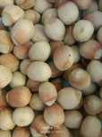 Orzechy laskowe 1 kg (zbiór 2025)