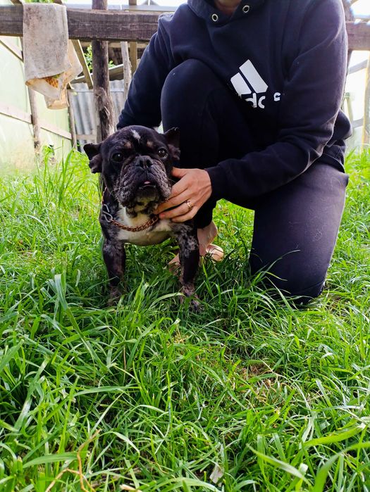 Кобель 3.6 р. Мерле тан