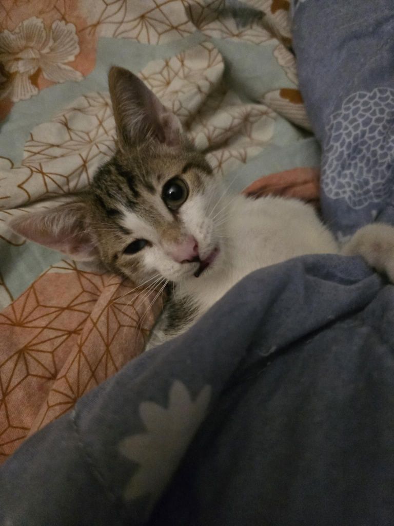 Kociaczek misiaczek Franek do adopcji