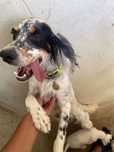 cadela setter inglês