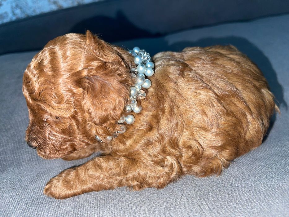 Той пудель Ред Браун міні порода. 2-3 кг.