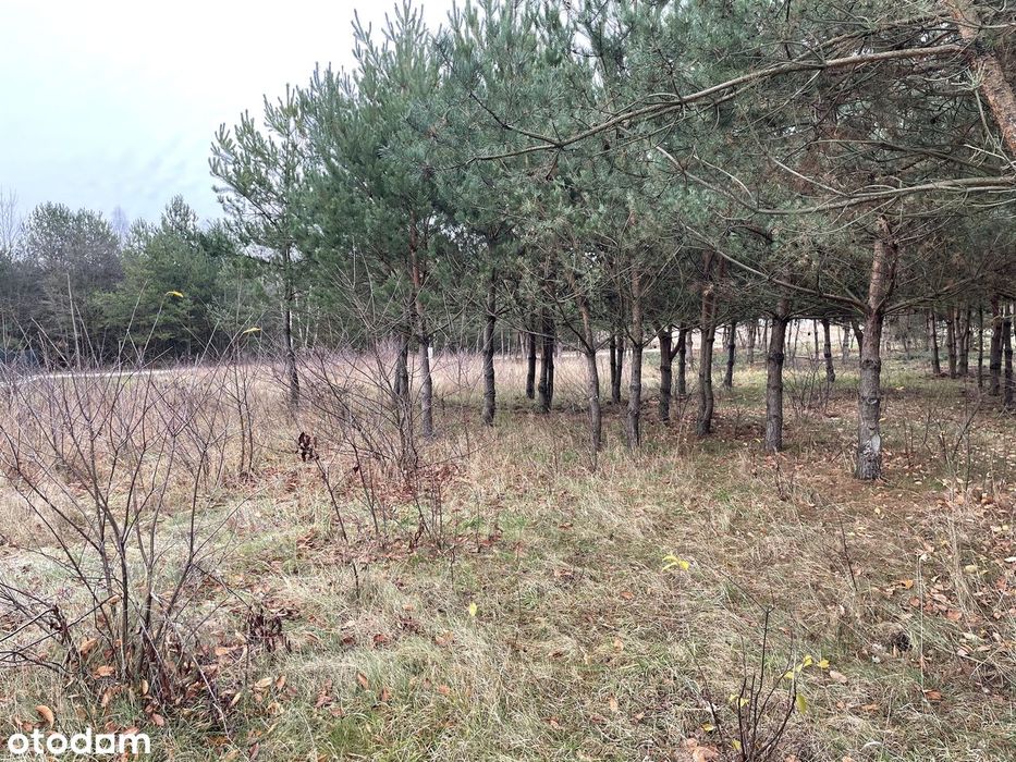 Zboiska dz Budowlana MPZP  ( TO JEST MOJA CENA ! A JAKA JEST TWOJA ? )