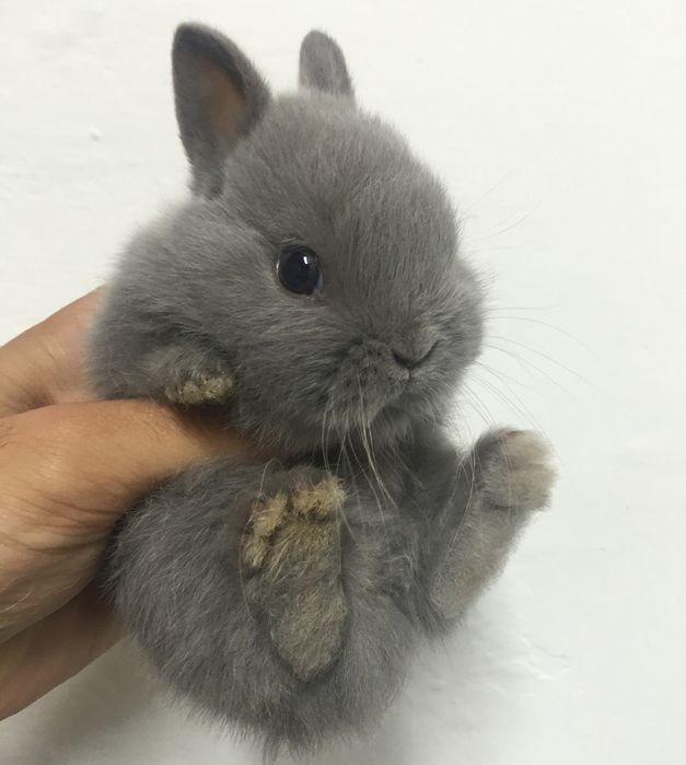 KIT Coelhos anões mini vacinados e desparasitados