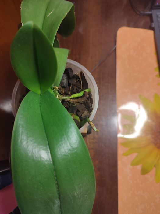 Орхидея Aalborg  домашняя.