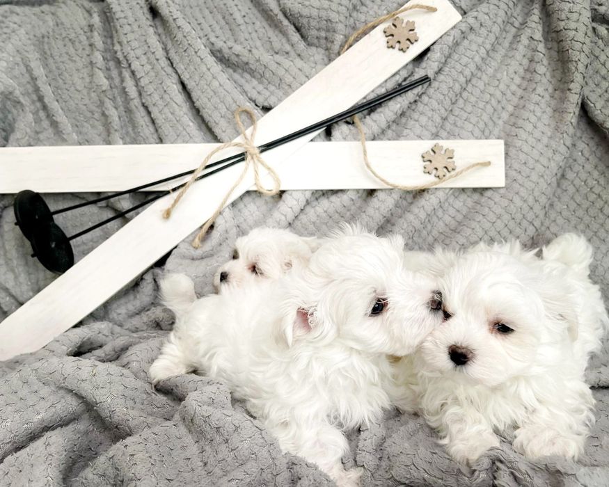 Piesek Maltańczyk rodowód