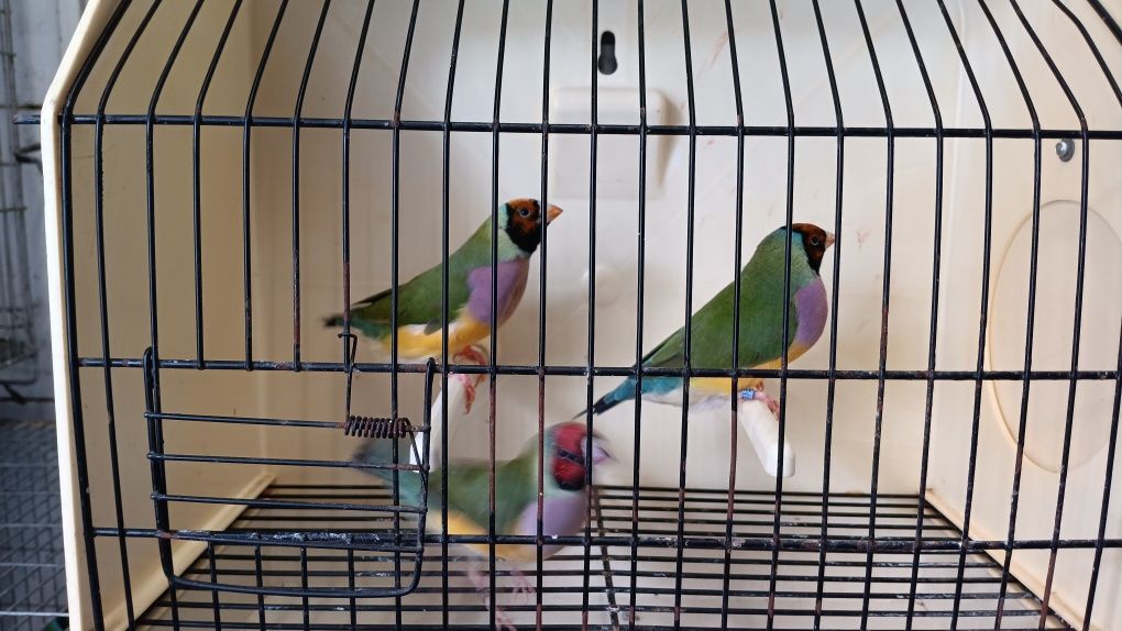 Diamantes de Gould 2025