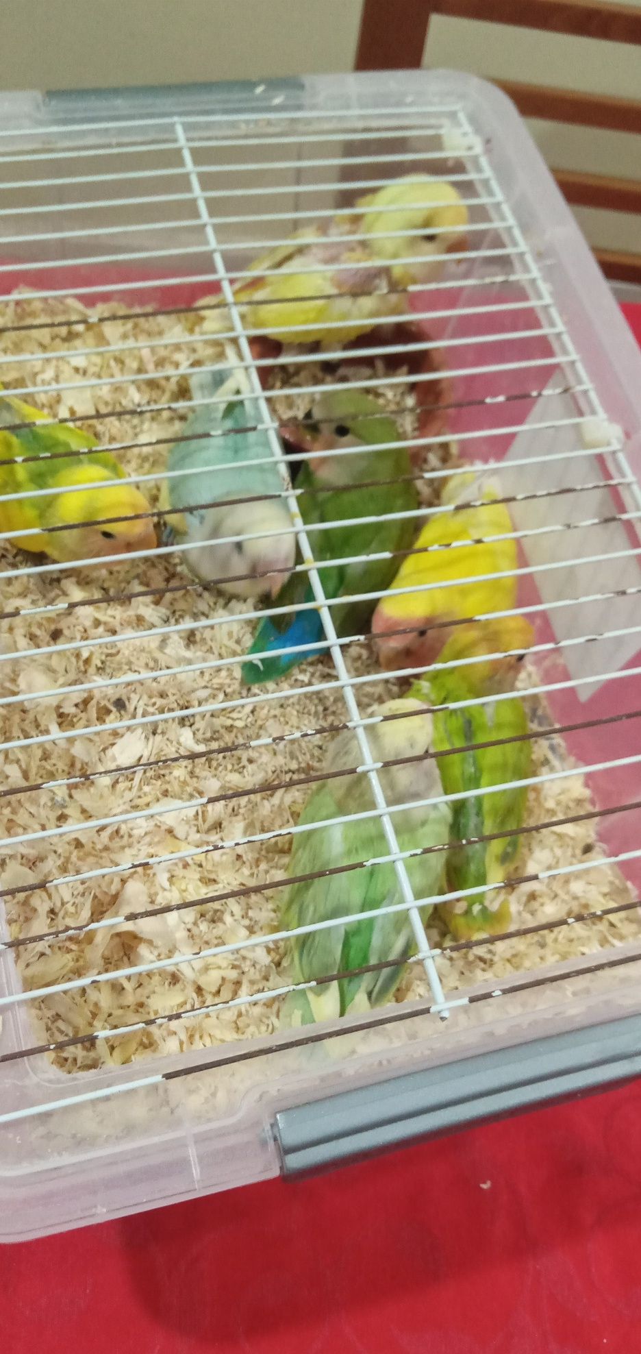 Cedem se agapornis e caturras