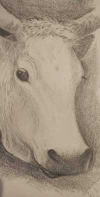 Obrazek głowa krowy A5