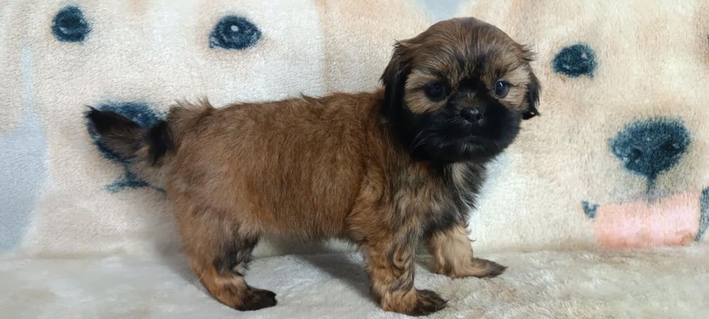 Shih Tzu suczka z rodowodem. Odbiór od 25.10.25r
