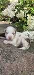 Border collie suczka -Red  merle tri color