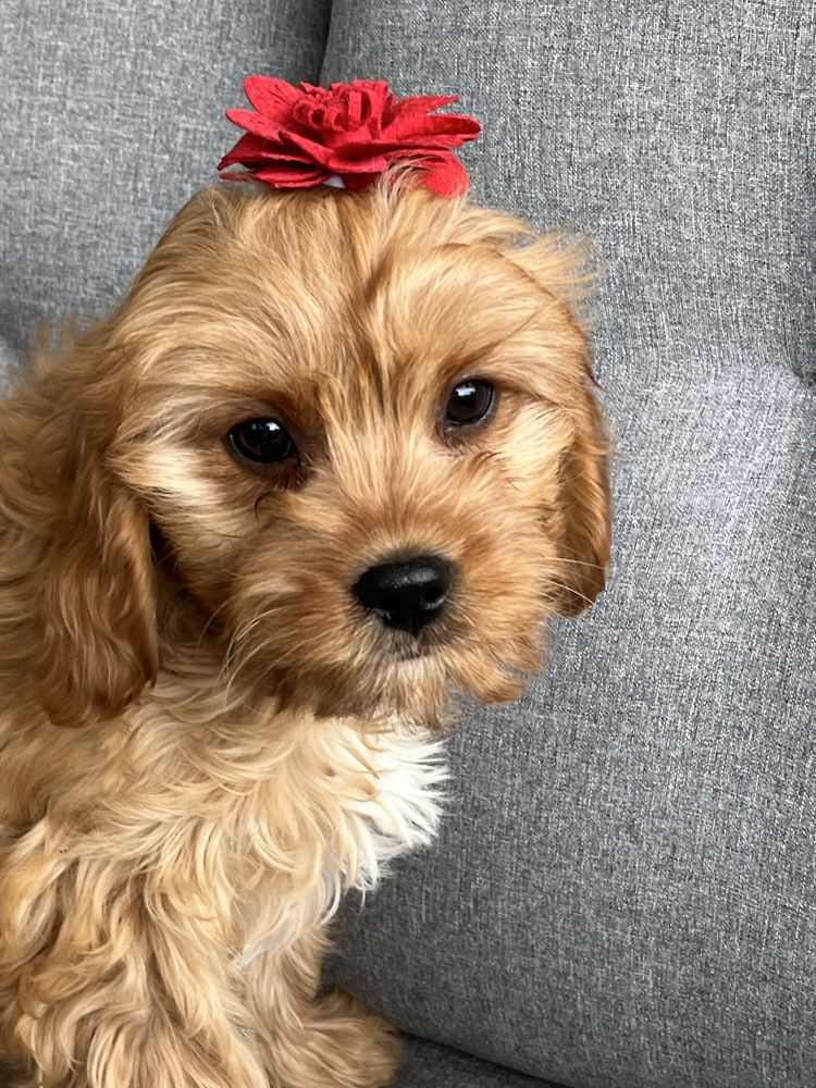 Cudowna suczka cavapoo gotowa do odbioru
