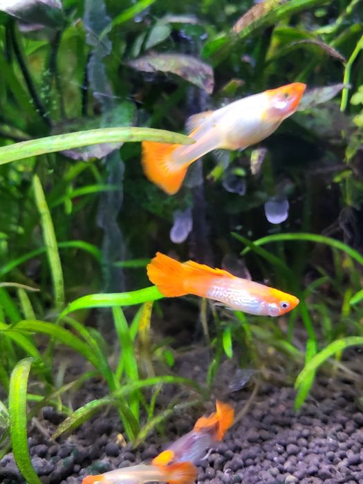 10 guppys nariz vermelho juvenis