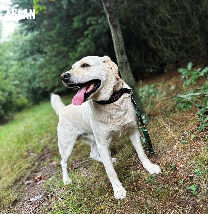 Labrador 2 letni, aktywny, nie do dzieci adopcja