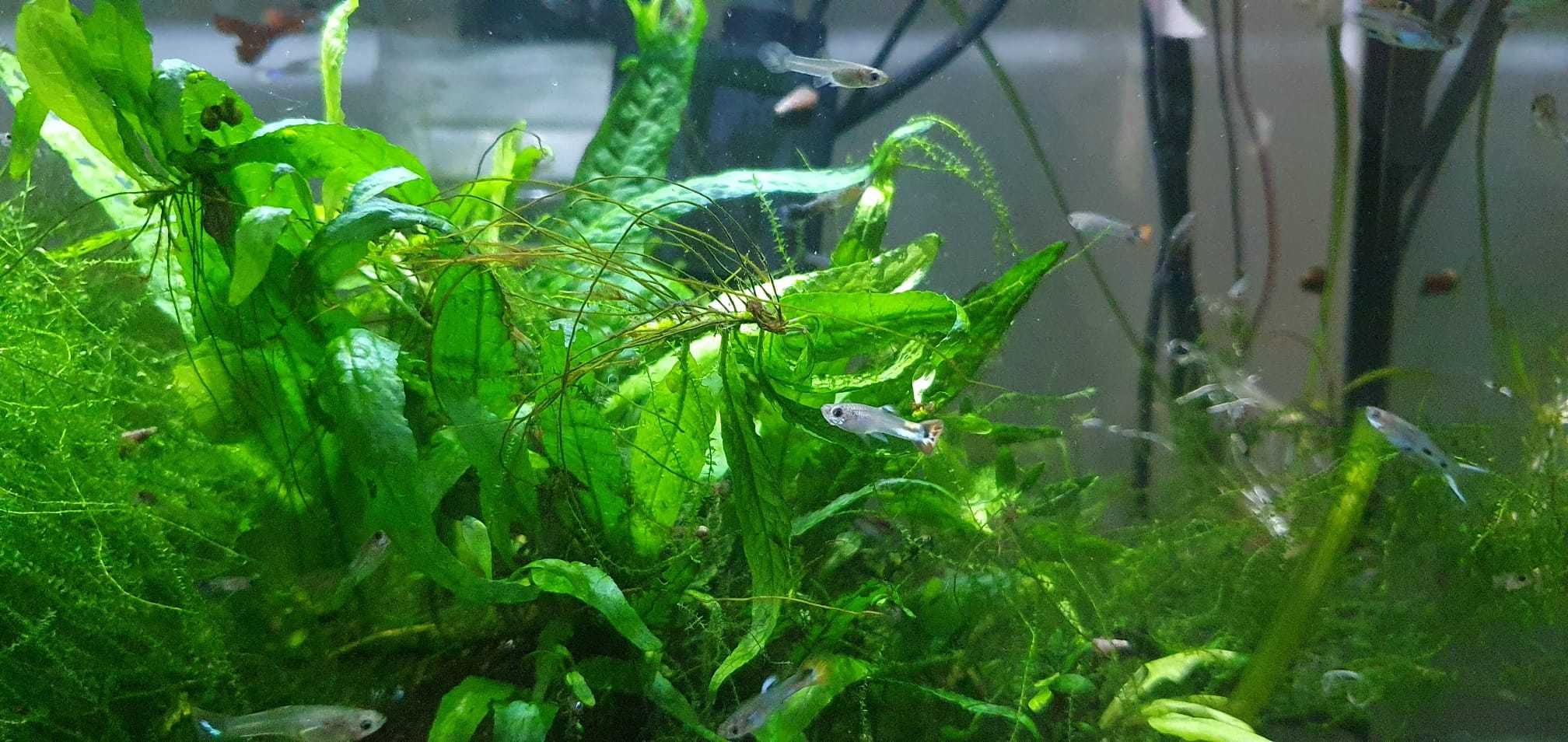 Guppys juvenis raçados de endler