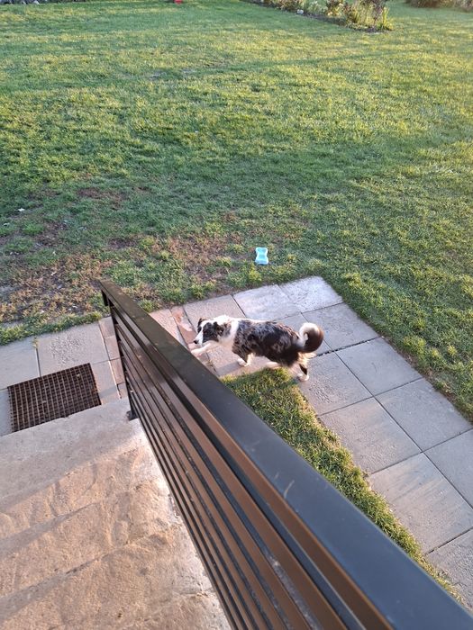 Border collie suka