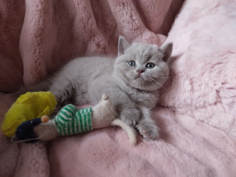 Gatinho  British lilas .