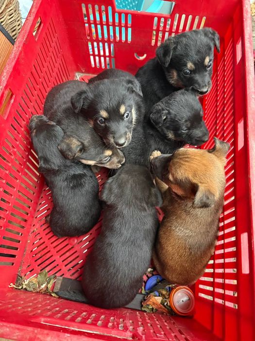 Щенята,(чорні, маленькі) мама є на фото