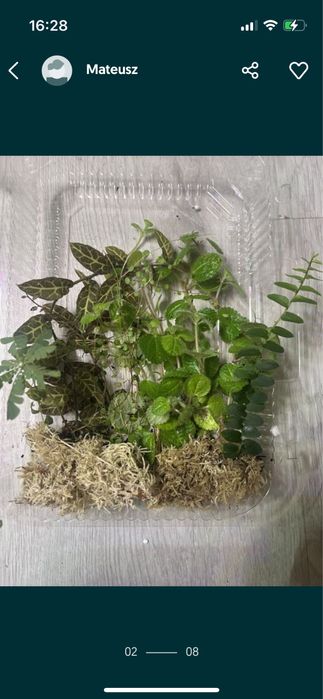 Rośliny do terrarium tropikalnego , paludarium - marcgravie , solanum