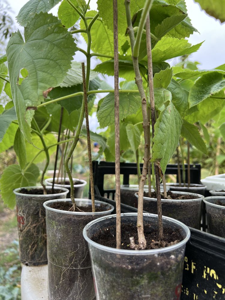 Paulonia elongata, paulownia elongata , data do plantio , janeiro
