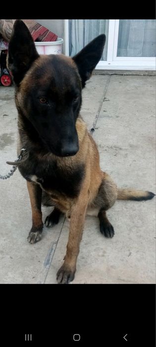 Щенята Бельгійської вівчарки, Малінуа