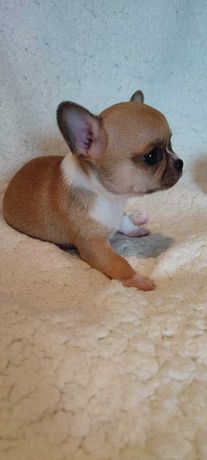 Chihuahua macho muito meiguinho