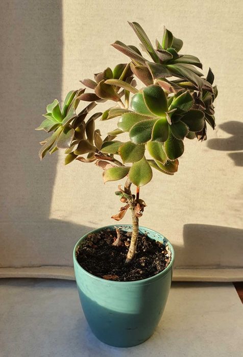 Суккуленты Эониум