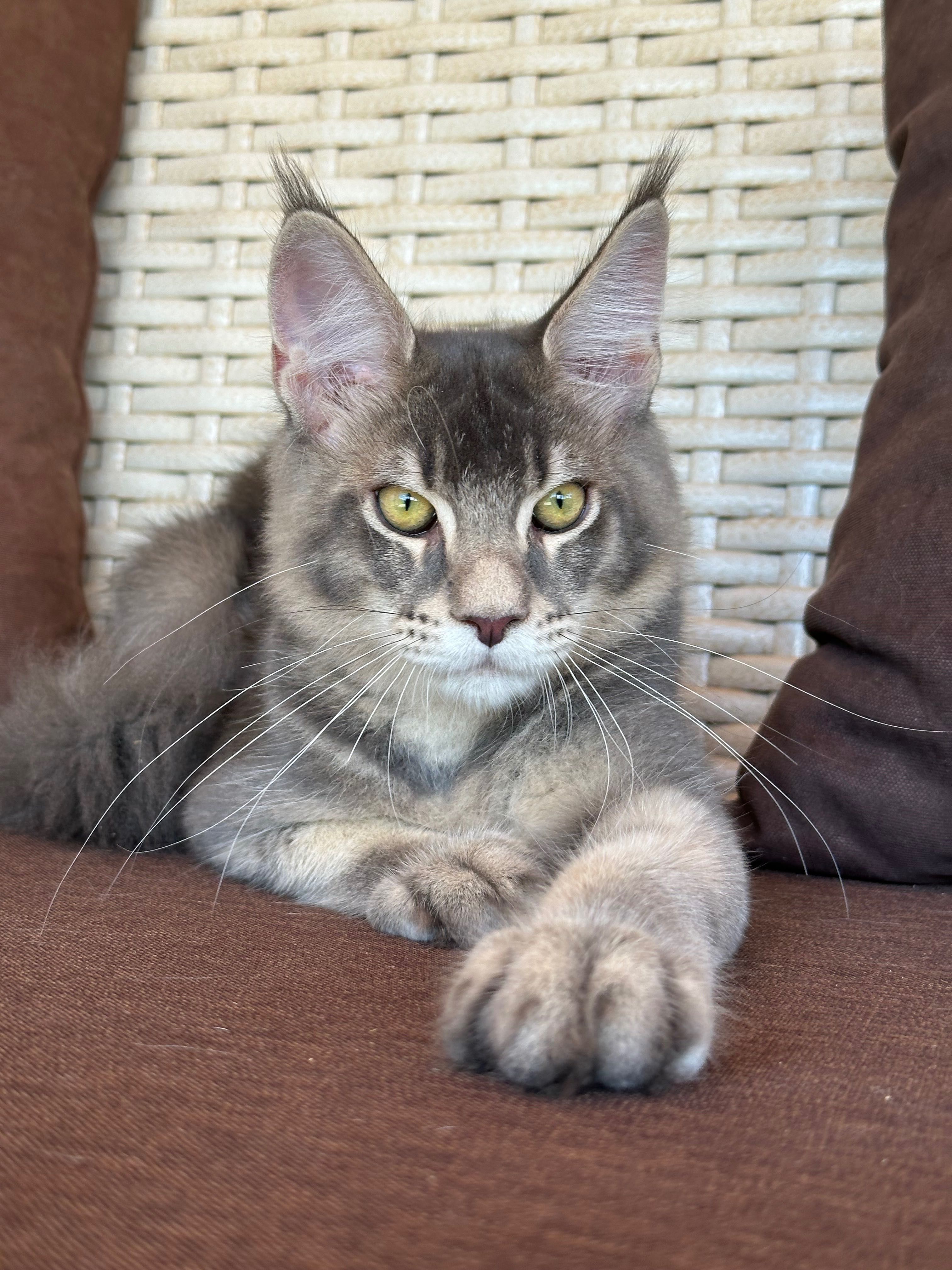 Maxwell-kocurek Maine Coon