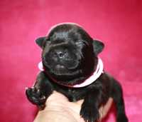 Staffordshire bull terrier, FCI suczka , staffik