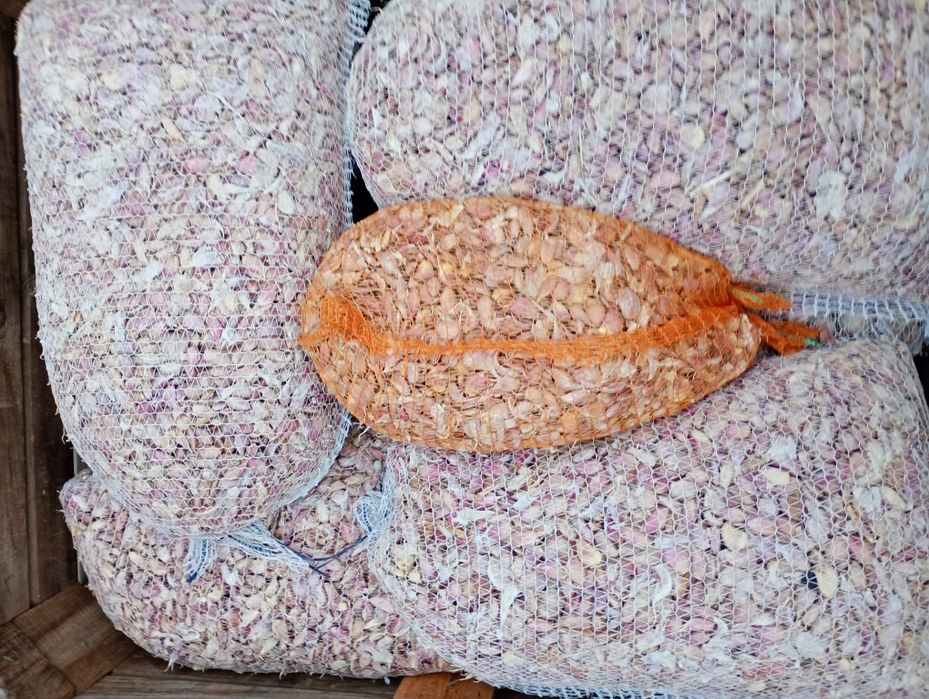 CZOSNEK, Ząbki od sadzenia