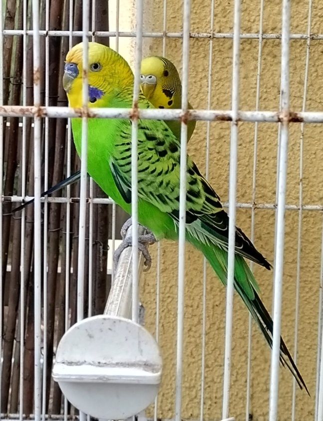 Promoção Vendo casal com viveiro