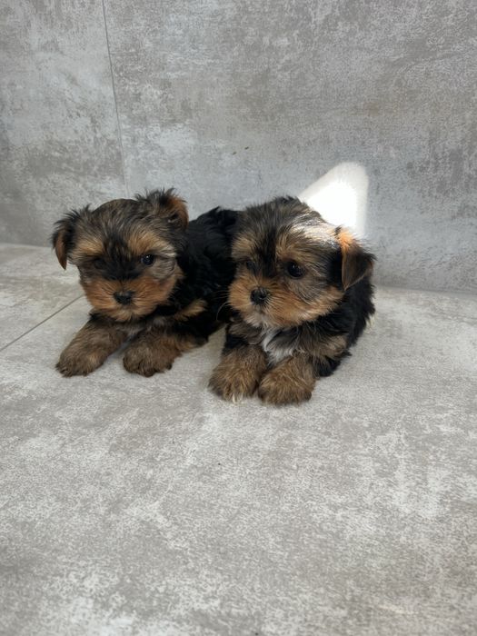 York Terrier z Rodowodem