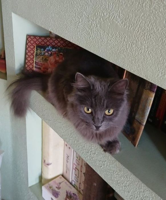 Отдам даром в добрые руки серую пушистую кошечку породы Нибелунг