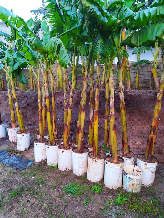 Bananeiras Maçã e Madeira