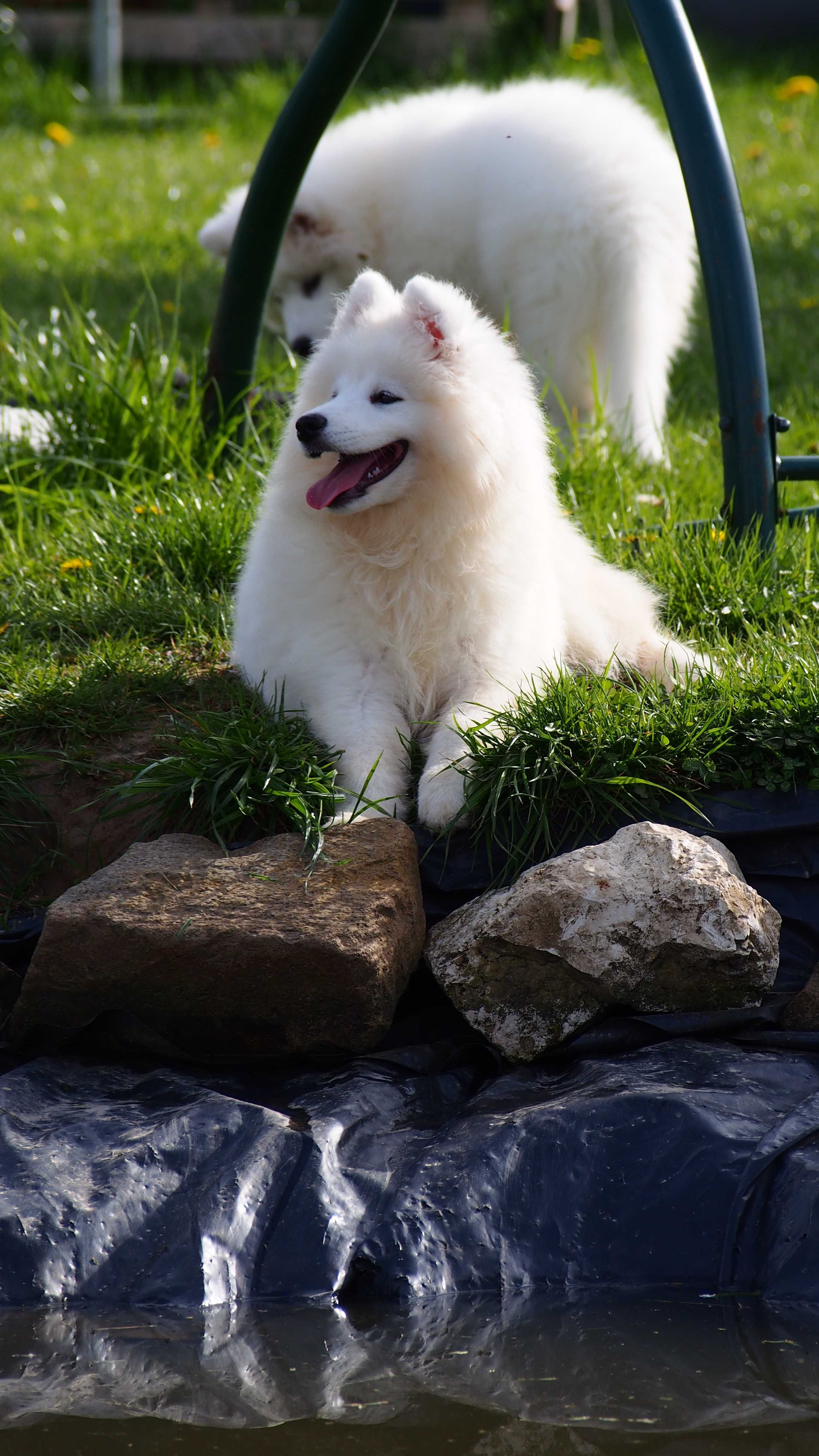 Pies Samojed, Samoyed FCI ZKwP, Krakow, rezerwacja