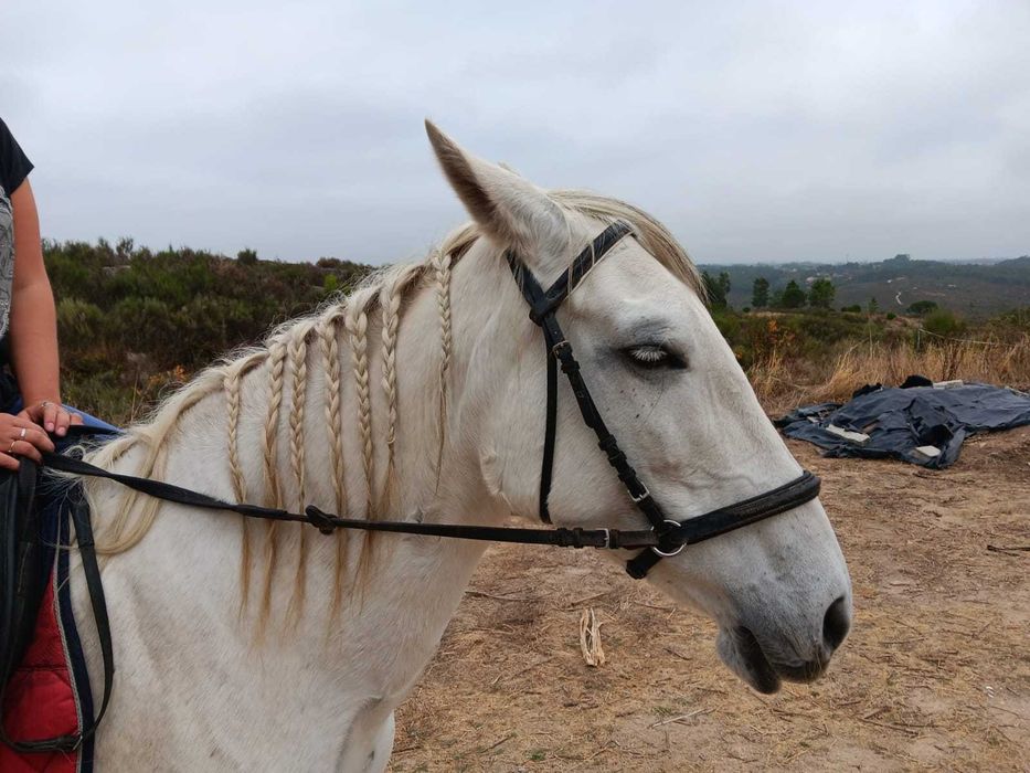 Dois Cavalos (Equas) Luso-Arabe
