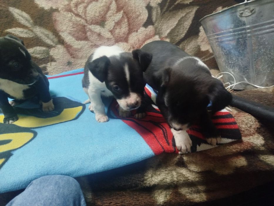 Цуценята піт буля