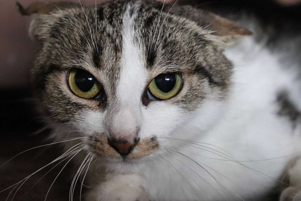 Cayenne – subtelna kotka, która potrzebuje miłości